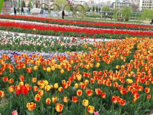 بهار لاله‌ها - ارومیه