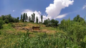 نمایی زیبا از طبیعت چلچمه